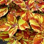 Coleus Gingernut Plants