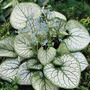 Brunnera Jack Frost Plants