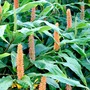 Hedychium Assam Orange Plants