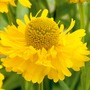 Helenium Double Trouble Plants