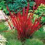 Japanese Blood Grass Red Baron Plants (Imperata)