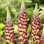 Lupin Manhattan Lights Plants