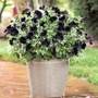 Petunia and Euphorbia Plant Twin Pack Special Offer