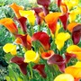 Calla Mix