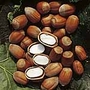 Nuts - Cobnut Kent Cob 1 Tree