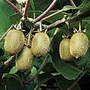 Kiwi Jenny 1 Plant
