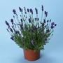 Lavender Ellagance Purple