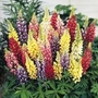 Lupin Polyphyllus Russell Hybrids Band of Nobels