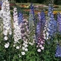 Delphinium Mix