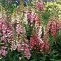 Digitalis Mix