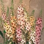 Verbascum Southern Charm