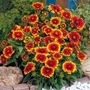 Gaillardia  Goblin