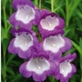Penstemon Collection