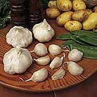Garlic Solent Wight Bulbs 2 Bulbs