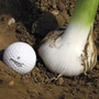 Elephant Garlic