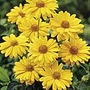 Heliopsis Venus Pack of 3 Bare Roots