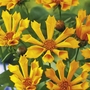 Coreopsis Zamphir Pack of 2 Bare Roots