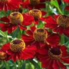 Helenium Ruby Dwarf Pack of 3 Bare Roots