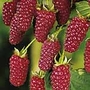 Tayberry Buckingham 1 Plant