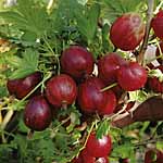 Gooseberry Xenia