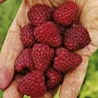 Raspberry Brice Pack of 12 Plants (canes) - SAVE £5.95!