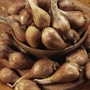 Shallot Griselle