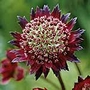 Astrantia Moulin Rouge Units: Pack of 2 Bare Roots - Perennial Plants