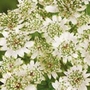 Astrantia Star of Billion Units: Pack of 2 Bare Roots - Perennial Plants
