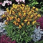 Alstroemeria Sweet Laura Units: Pack of 2 Bare Roots - Perennial Plants