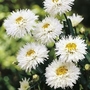 Leucanthemum Aglaia Units: Pack of 3 Bare Roots - Perennial Plants