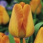 Tulip Classic Bumper Collection Units: Pack of 120 Bulbs (15 of each variety) - SAVE notlb17.65! - Flower Bulbs