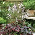 Astilbe Colour Flash Units: Pack of 2 Bare Roots - Perennial Plants