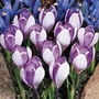 Crocus Vanguard