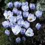 Crocus Natural Blue Pearl