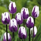 Tulip Classic Blueberry Ripple Units: Pack of 10 Bulbs - Flower Bulbs