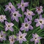 Ipheion Rolf Fiedler Units: Pack of 10 Bulbs - Flower Bulbs