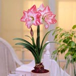 Amaryllis Double Blossom Peacock