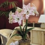 Amaryllis Double Twin Pack - Aphrodite and Blossom Peacock Units: Pack of 2 Bulbs (1 of each variety) - SAVE notlb1.95! - Flower Bulbs