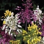 Allium Fireworks