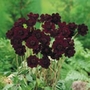 Cosmos Chocolate Units: Pack of 3 Bare Roots - Perennial Plants