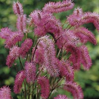 Sanguisorba Obtusa Units: Pack of 3 Bare Roots - Perennial Plants