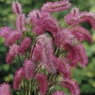 Sanguisorba Obtusa Pack of 3 Bare Roots - Perennial Plants