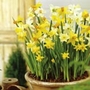 Daffodil Miniature Mix Units: Pack of 200 Bulbs - SAVE notlb3.00! - Flower Bulbs