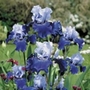 Iris Germanica Re-Blooming Twin Pack - Best Bet and Mother Earth Units: Pack of 6 Bare Roots (3 of each variety) - SAVE ^OoOhm1.95! - Perennial Plants