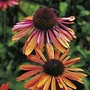 Echinacea Sundown Units: Pack of 2 bare root plants - Perennial Plants