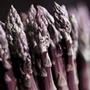 Asparagus Crowns Stewarts Purple Units: Pack of 10 Crowns - Vegetable Plants
