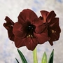 Amaryllis Black Pearl and Soft Pink Units: Pack of 2 Bulbs (1 of each variety) - SAVE notlb2.95! - Flower Bulbs