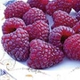 Raspberry Joan J (Rubus)
