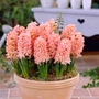 Hyacinth Outdoor Bumper Collection Units: Pack of 80 Bulbs (10 of each variety) - SAVE notlb17.65! - Flower Bulbs