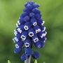 Muscari Dark Eyes Units: Pack of 15 Bulbs - Flower Bulbs